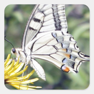 Pegatina Cuadrada Mariposa blanca y negra en flor amarilla