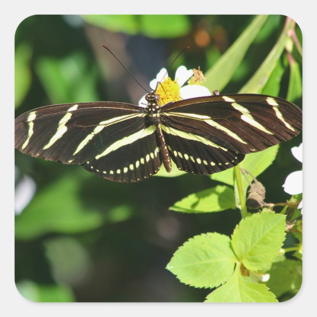 Pegatina Cuadrada Mariposa Cebra Alas Largas (Anverso)