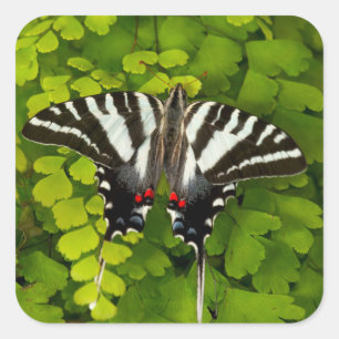 Pegatina Cuadrada Mariposa cola de golondrina americana
