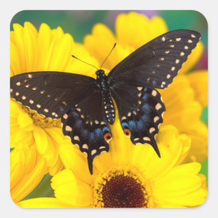 Pegatina Cuadrada Mariposa cola de golondrina negra
