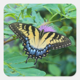 Pegatina Cuadrada Mariposa cola de golondrina tigre oriental