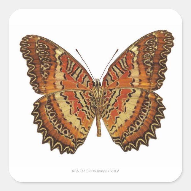 Pegatina Cuadrada Mariposa con las alas extendidas (Anverso)