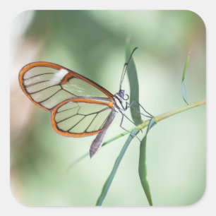 Pegatina Cuadrada Mariposa de ala transparente encantadora