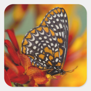 Pegatina Cuadrada Mariposa de Baltimore de lunares