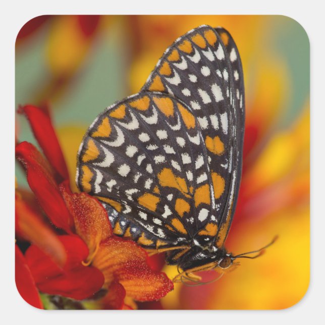 Pegatina Cuadrada Mariposa de Baltimore de lunares (Anverso)