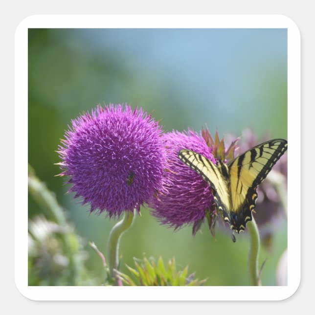 Pegatina Cuadrada Mariposa de cola de barrido de Yello (Anverso)