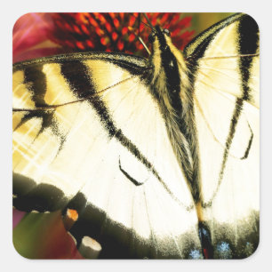 Pegatina Cuadrada Mariposa de cola tortuga