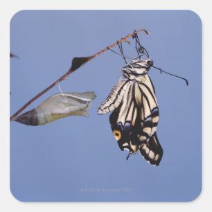Pegatina Cuadrada Mariposa de cola tortuosa después de la metamorfos