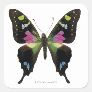 Pegatina Cuadrada Mariposa de Graphium