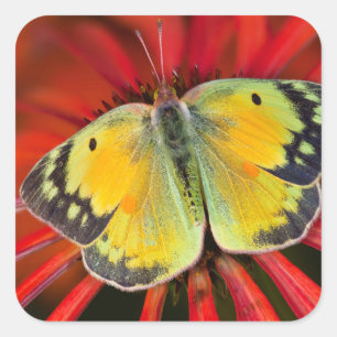 Pegatina Cuadrada Mariposa de la alfalfa en flor de cono