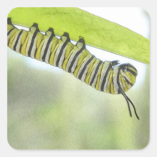 Pegatina Cuadrada Mariposa de monarca Caterpillar que explora un