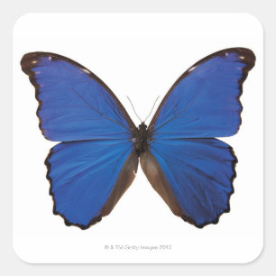 Pegatina Cuadrada Mariposa de Nestira Marpho