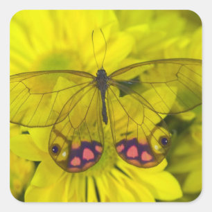 Pegatina Cuadrada Mariposa en amarillo