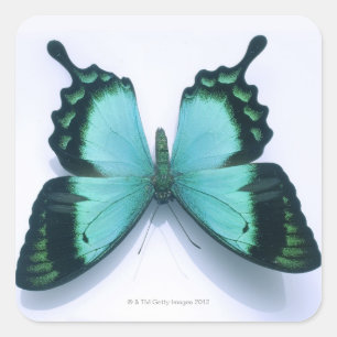 Pegatina Cuadrada Mariposa en blanco
