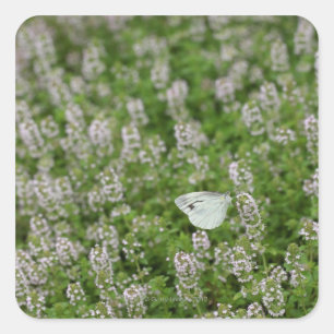 Pegatina Cuadrada Mariposa en Creeping Thyme