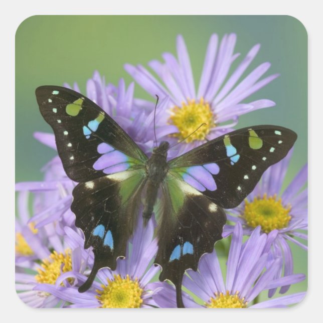 Pegatina Cuadrada Mariposa en Flor Morada (Anverso)