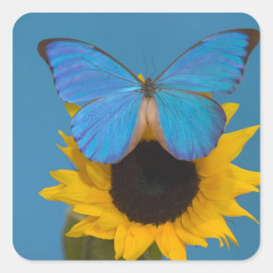 Pegatina Cuadrada Mariposa en Girasol