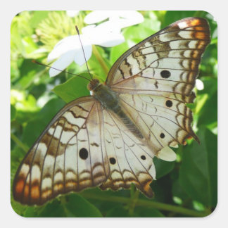 Pegatina Cuadrada Mariposa en la fotografía de la naturaleza tropica