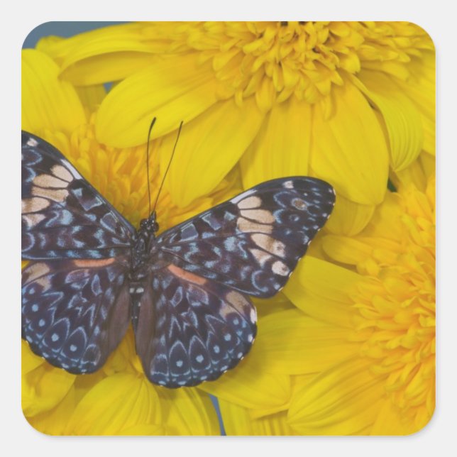 Pegatina Cuadrada Mariposa en una Flor Amarilla (Anverso)