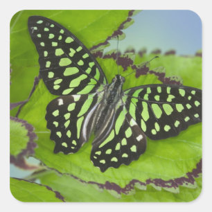 Pegatina Cuadrada Mariposa en verde