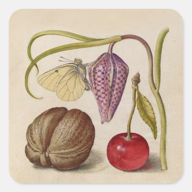 Pegatina Cuadrada Mariposa Flor de nuez de nuez de flores de cerezo  (Anverso)