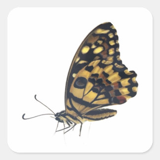Pegatina Cuadrada Mariposa grande,
