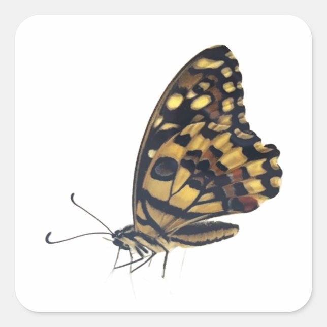 Pegatina Cuadrada Mariposa grande, (Anverso)