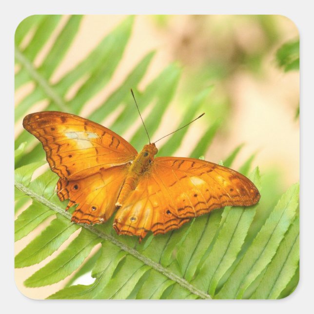 Pegatina Cuadrada mariposa migaja (Anverso)