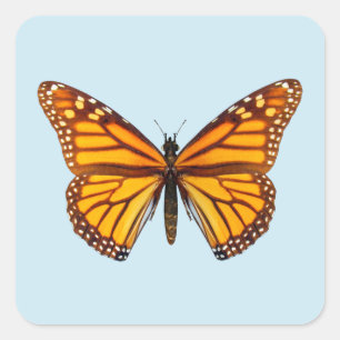 Pegatina Cuadrada Mariposa Monarca