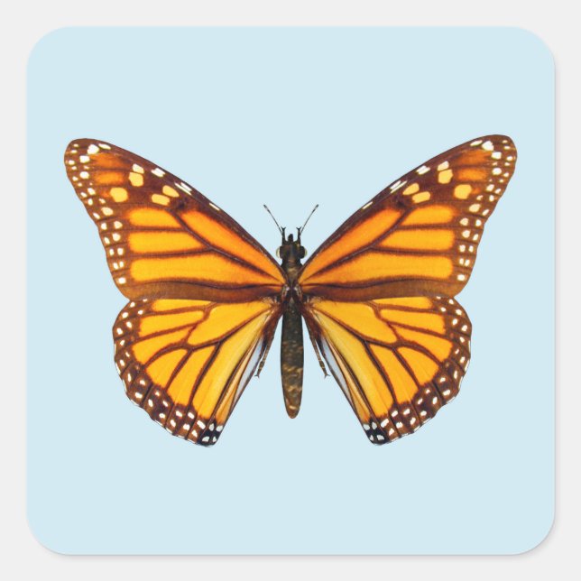 Pegatina Cuadrada Mariposa Monarca (Anverso)