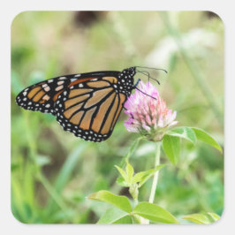 Pegatina Cuadrada Mariposa monarca