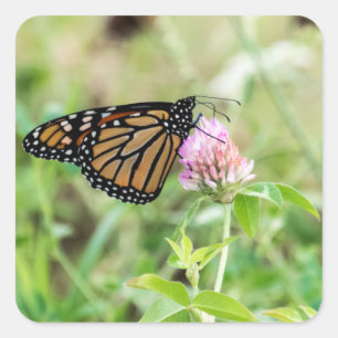 Pegatina Cuadrada Mariposa monarca