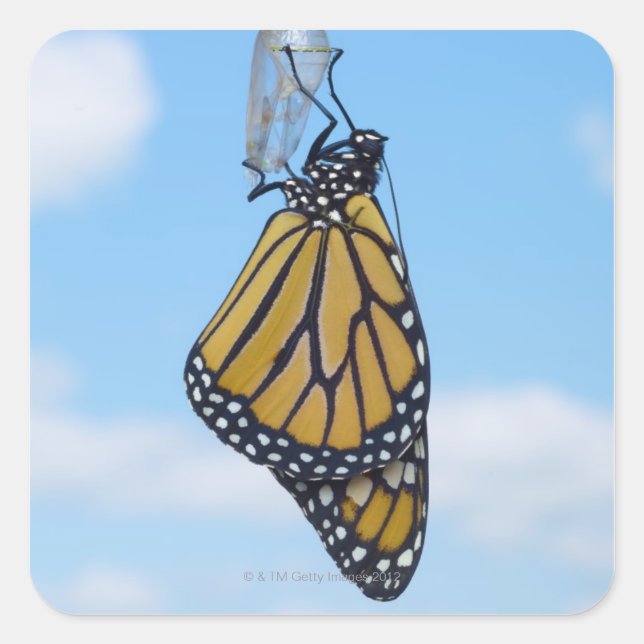 Pegatina Cuadrada Mariposa monarca con crisalis (Anverso)