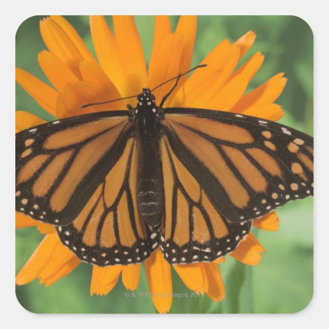 Pegatina Cuadrada Mariposa monarca (Danaus plexippus) en olla (Anverso)