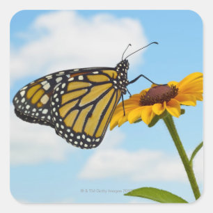 Pegatina Cuadrada Mariposa monarca en una Susan de ojos negros