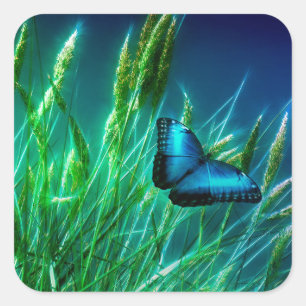 Pegatina Cuadrada Mariposa morfo azul en hierba verde