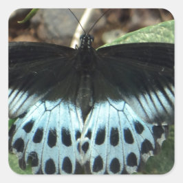 Pegatina Cuadrada Mariposa mormal irlandesa azul