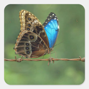 Pegatina Cuadrada Mariposa Morpho Común en Alambre de Púas