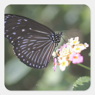 Pegatina Cuadrada Mariposa negra y azul en la flor