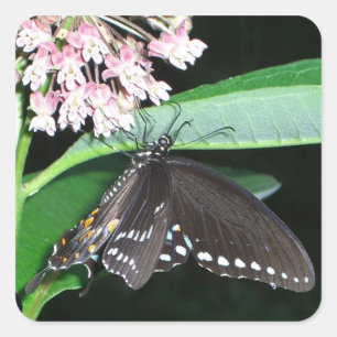 Pegatina Cuadrada Mariposa nocturna cola de golondrina negra en Shen