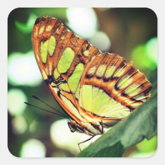 Pegatina Cuadrada Mariposa observando la naturaleza