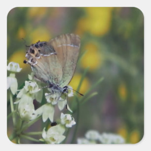 Pegatina Cuadrada mariposa patrón sobre una flor