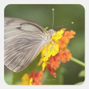 Pegatina Cuadrada Mariposa simple sobre flores amarillas y rojas
