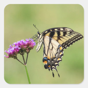 Pegatina Cuadrada Mariposa Swallowtail del Tigre del Este