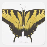Mariposa Swallowtail del Tigre Occidental