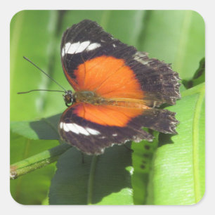 Pegatina Cuadrada Mariposa tropical