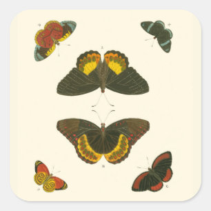 Pegatina Cuadrada Mariposas brillantes por Pieter Cramer