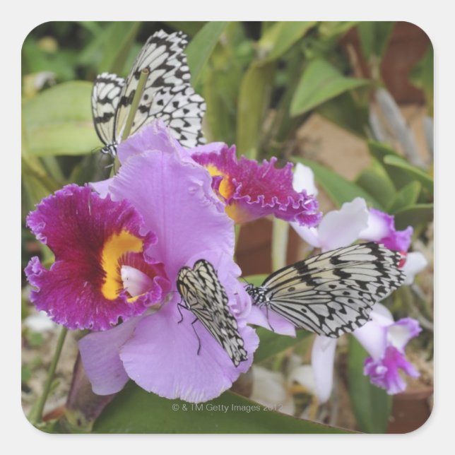 Pegatina Cuadrada Mariposas de cometa de papel (Idea leuconoe) sobre (Anverso)