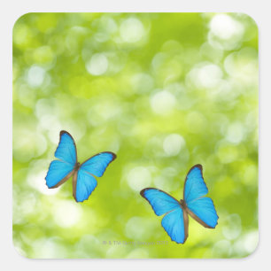 Pegatina Cuadrada Mariposas volando