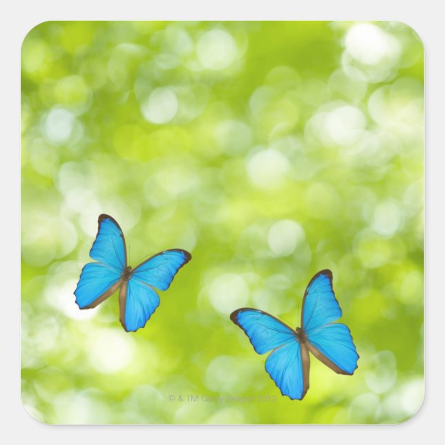 Pegatina Cuadrada Mariposas volando (Anverso)